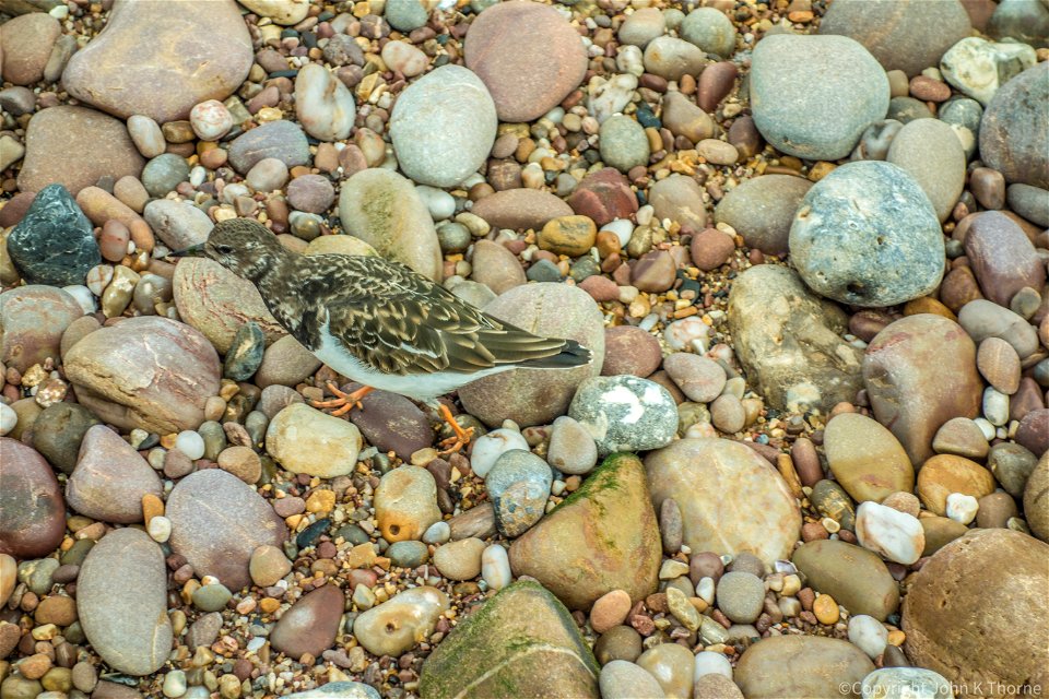 Turnstone Bird. Sidmouth Beach