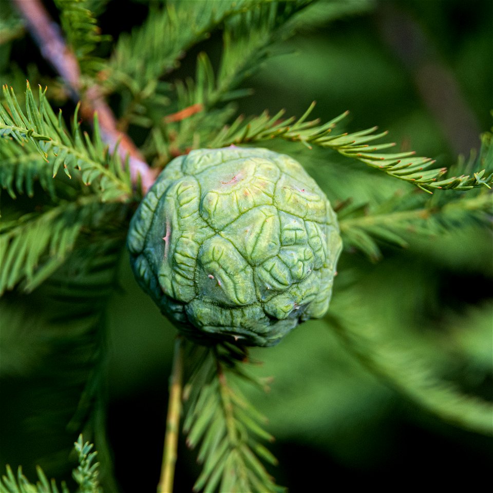 Day 181 - Baldcypress