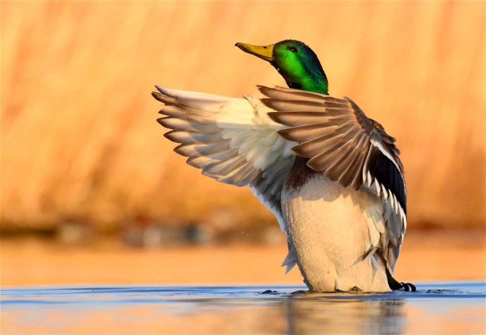 Mallard at Seedskadee National Wildlife Refuge
