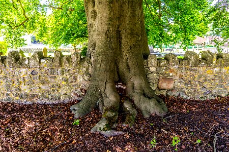 Tree on Norman Stanley Fletchers wall Boxley Church.