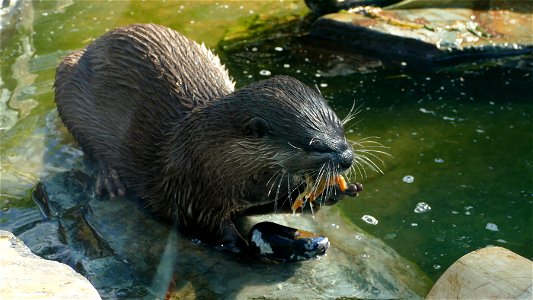 Asian Short-clawed Otter photo
