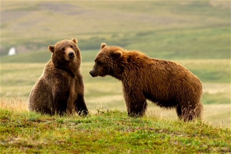 Two bears - NPS/Lian Law photo