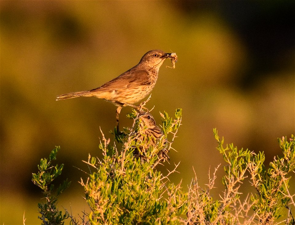 Sage thrasher at Seedskadee National Wildlife Refuge