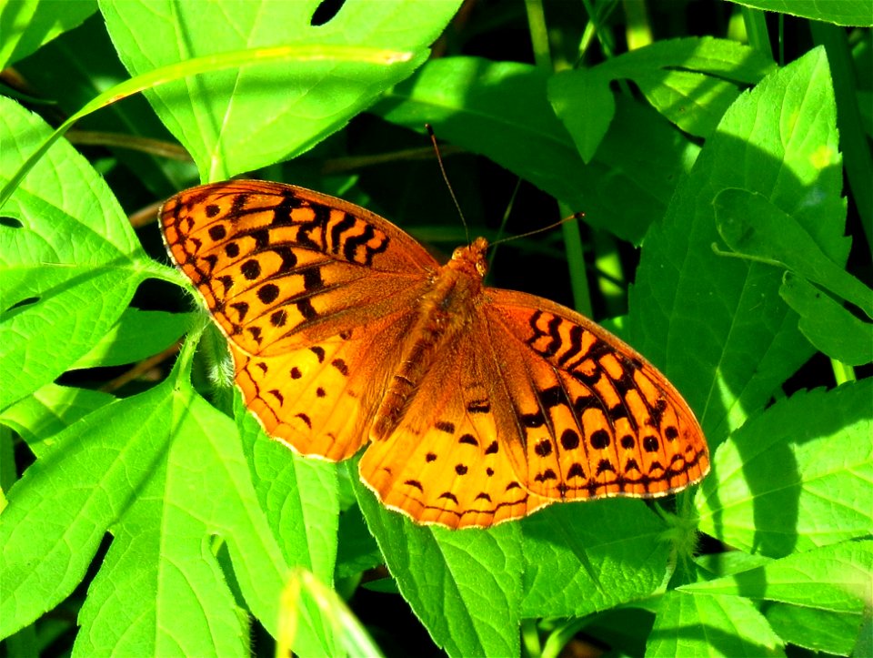 Great-spangled Fritillary