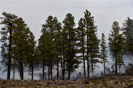 Ray Mesa Prescribed Burn Fall 2021 photo