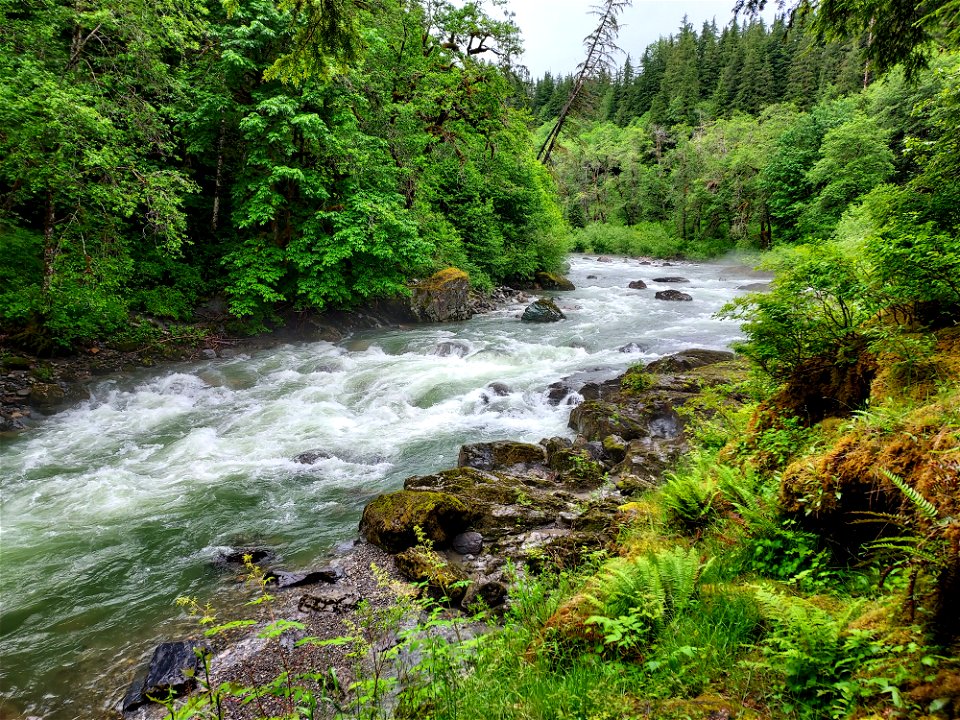 Stillaguamish River near Verlot, Mt. Baker-Snoqualmie National Forest. Photo by Anne Vassar June 14, 2021.
