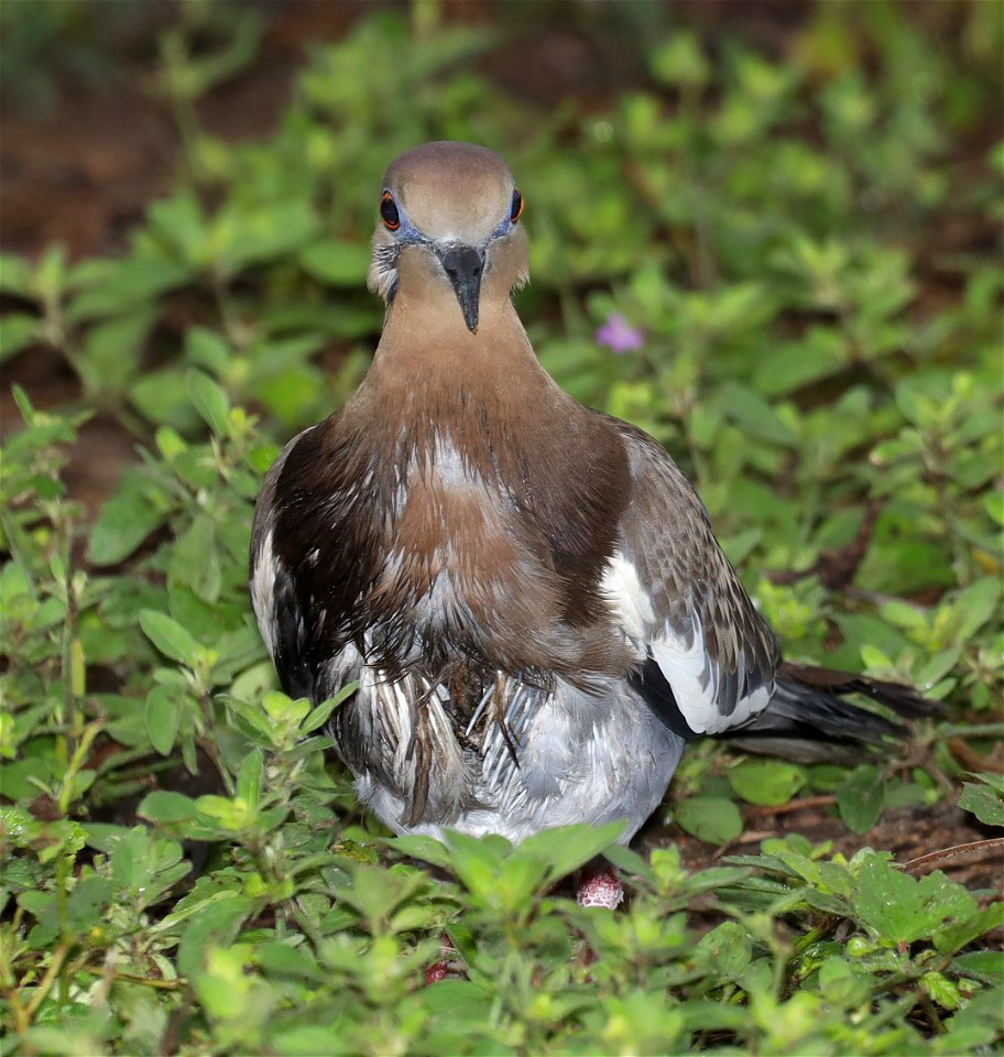 431 - WHITE-WINGED DOVE  (11-24-2022) melanistic, americana rv park, palmview, tx -10