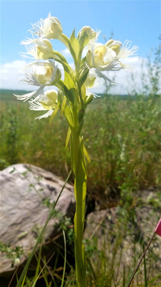 Western Prairie Fringed Orchid