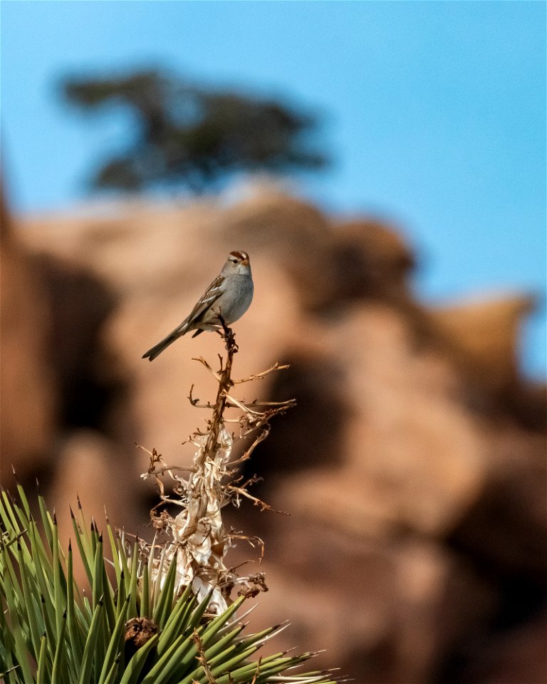 Sparrow species