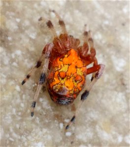 Marbled Orb-weaver Spider photo