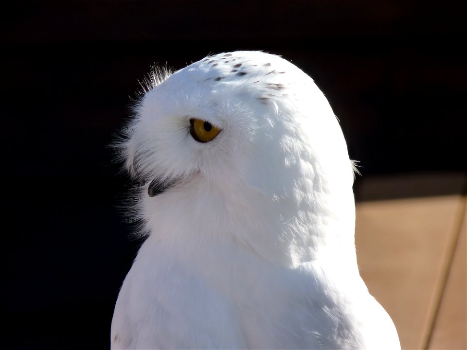 Snowy Owl at King Salmon Visitor Center, Bird TLC
