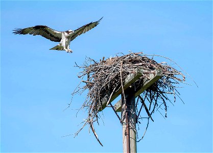 Osprey landing on nest photo