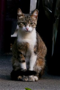 independent_cats_str2017_0624_072919(1) photo