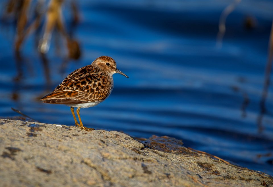 Least sandpiper photo