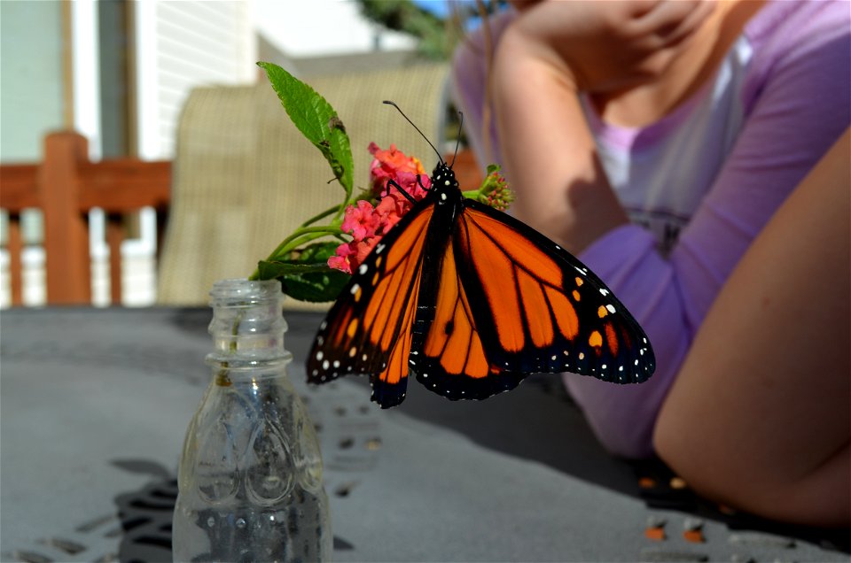 Monarch on lantana photo