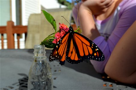 Monarch on lantana photo