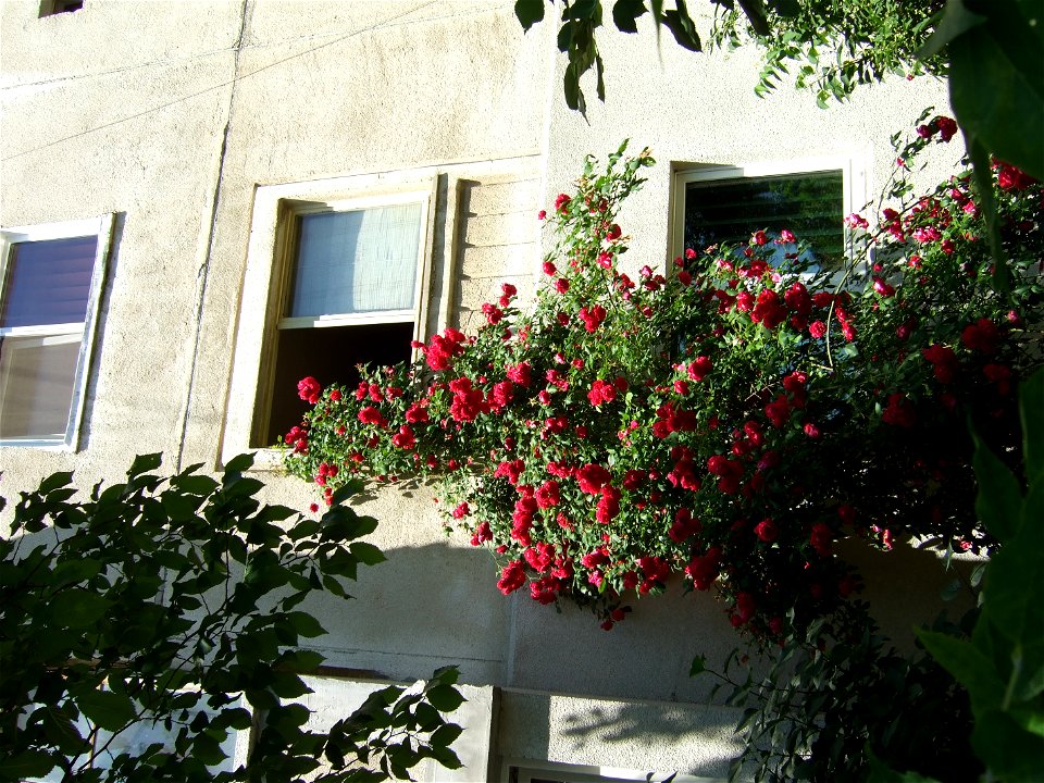 trandaf2009_0531_110652