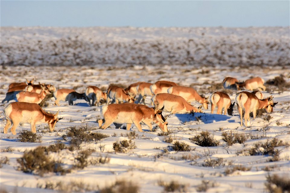 Pronghorn on Seedskadee National Wildlife Refuge