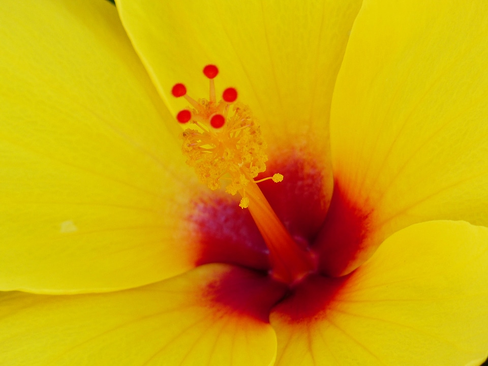 Yellow hibiscus flower blossom photo