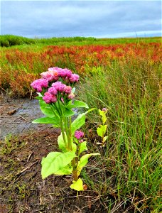 Marsh Fleabane (Pluchea odorata)