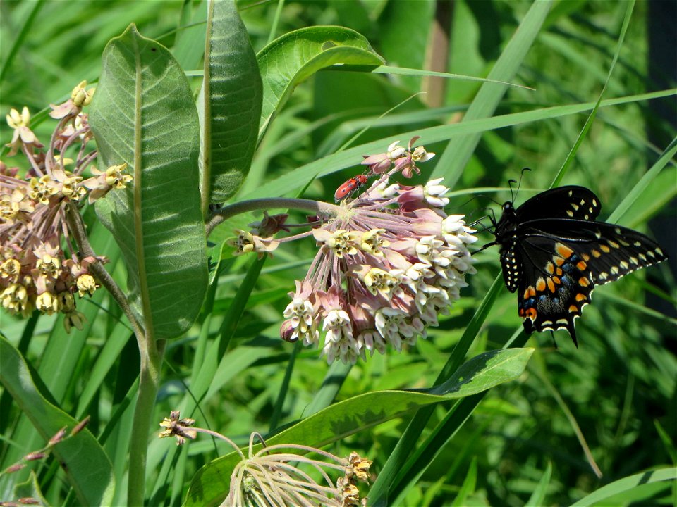 Eastern Black Swallowtail