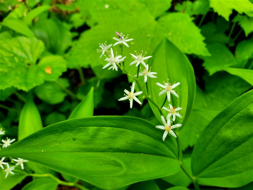 Star Solomon's Seal, Mt. Baker-Snoqualmie National Forest. Photo by Anne Vassar May 17, 2021.