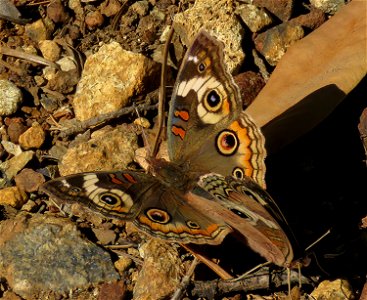 BUCKEYE, GREY (Junonia grisea) (10-13-2022) smith river rec area, del norte co, ca -01 T