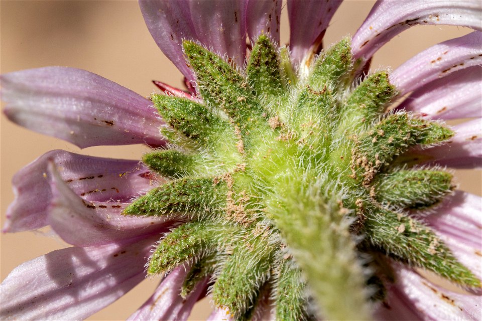 Echinacea angustifolia