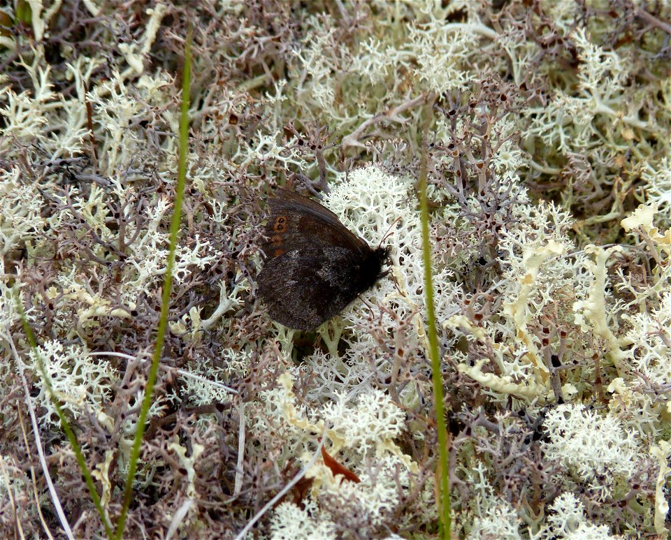 Alpine Butterfly_6-25-2011