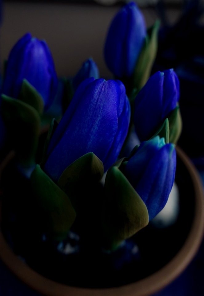 tulips_lalele-2023_0227_201612