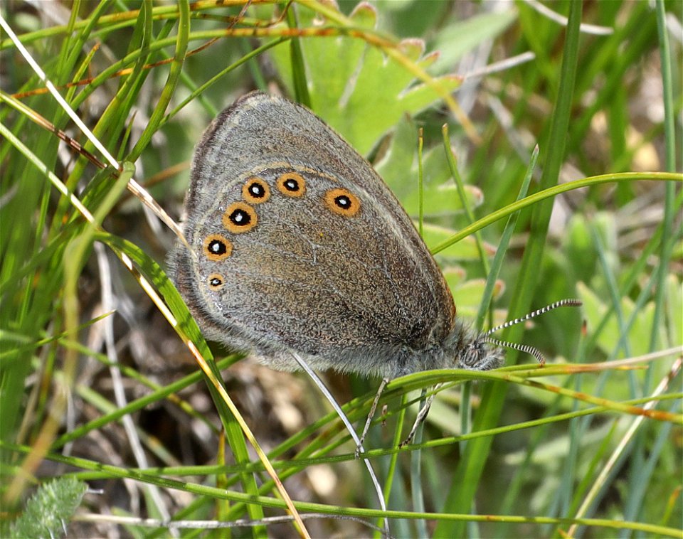 RINGLET, HAYDEN'S (Coenonympha haydenii) (07-08-2022) 5200 ft, rogers pass, helena nat forest, lewis and clark co, mt -01