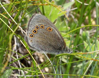 RINGLET, HAYDEN'S (Coenonympha haydenii) (07-08-2022) 5200 ft, rogers pass, helena nat forest, lewis and clark co, mt -01