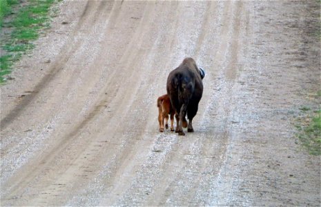 Bison calf and mom