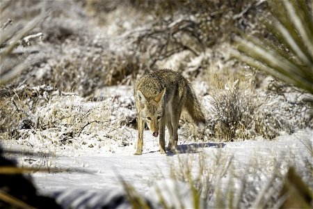 Coyote (Canis latrans) in the snow near Quail Springs photo