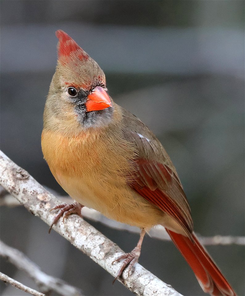 916 - NORTHERN CARDINAL (01-26-2023) bentsen rio grande sp, hidalgo co, tx -05