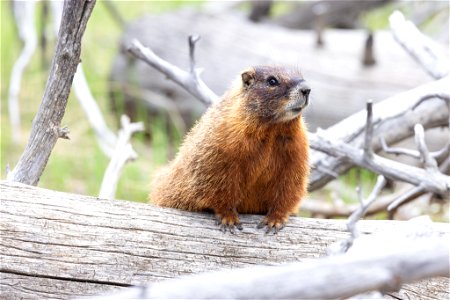 Yellow-bellied marmot perched on a snag photo