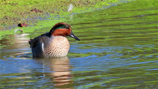 Green-winged Teal