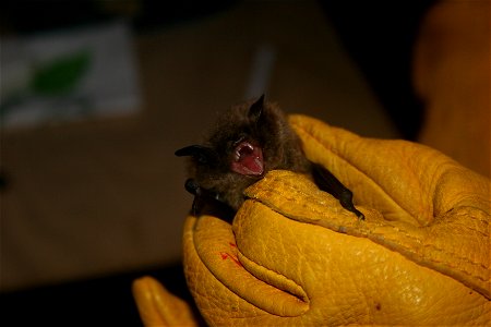 Northern Long-eared Bat photo