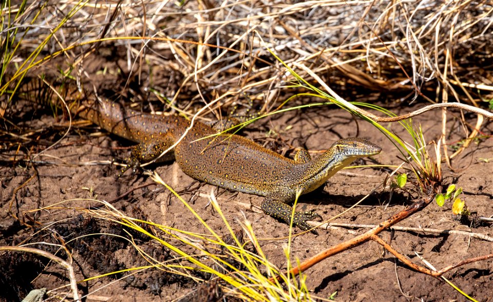 Merten's water monitor
