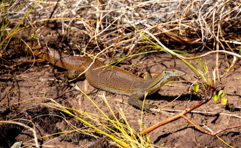 Merten's water monitor