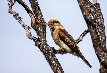 Kookaburra in burnt forest