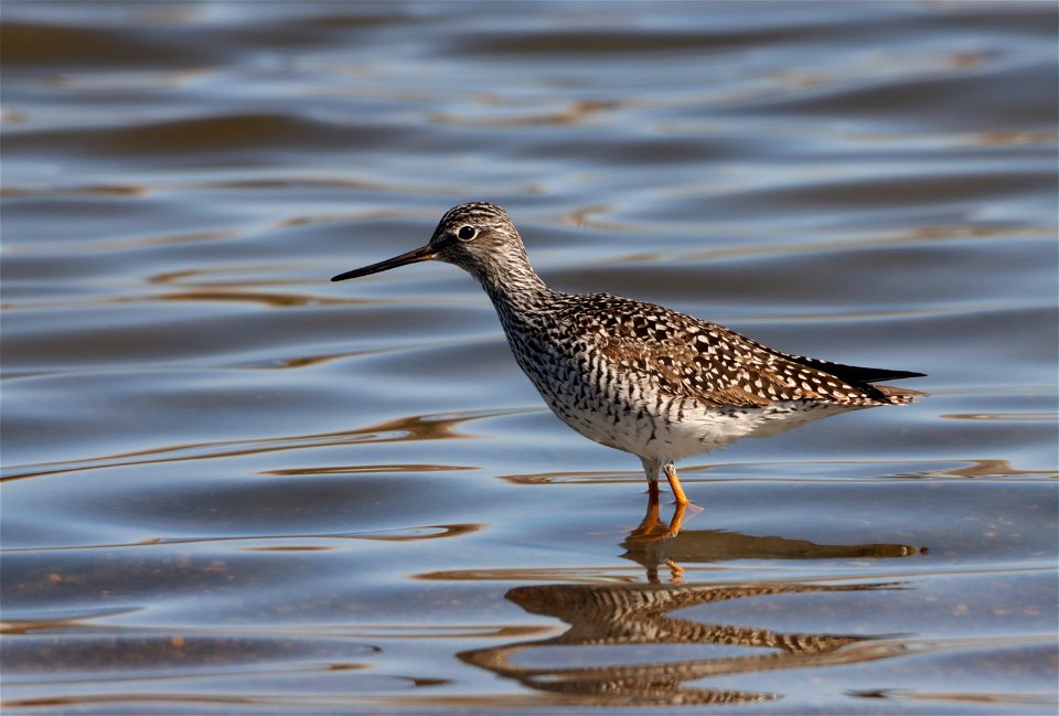 Greater Yellowlegs Huron Wetland Management District South Dakota
