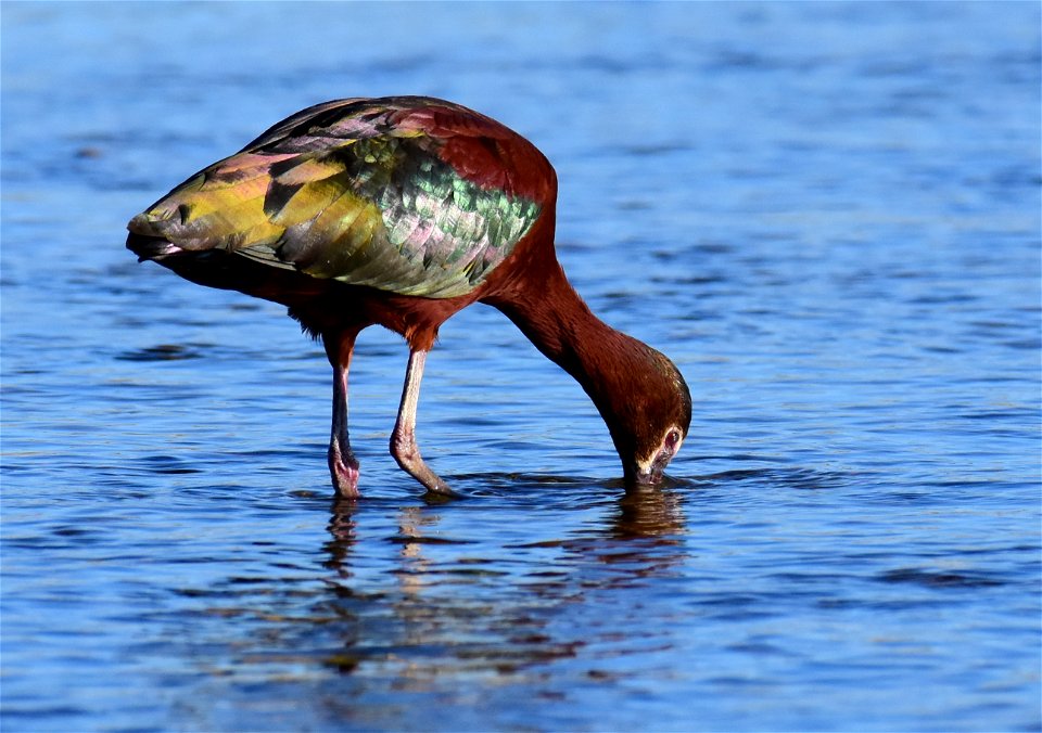 White-faced ibis at Seedskadee National Wildlife Refuge