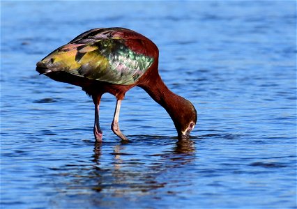 White-faced ibis at Seedskadee National Wildlife Refuge