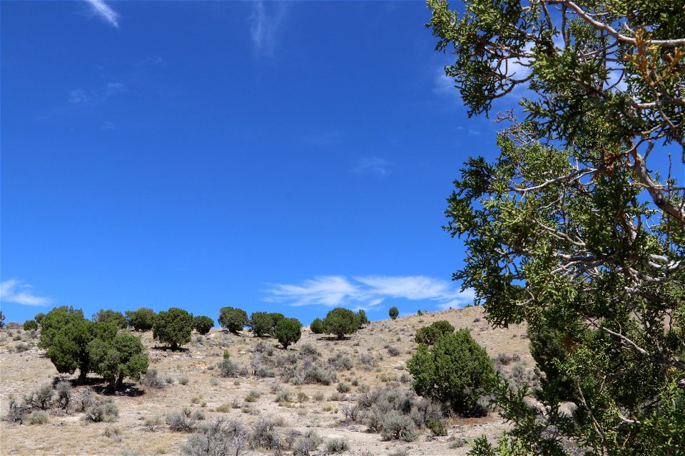 Fuel Type near Five Mile Pass; Lehi, Utah photo