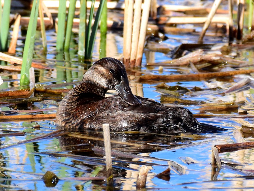 Ruddy duck at Seedskadee National Wildlife Refuge