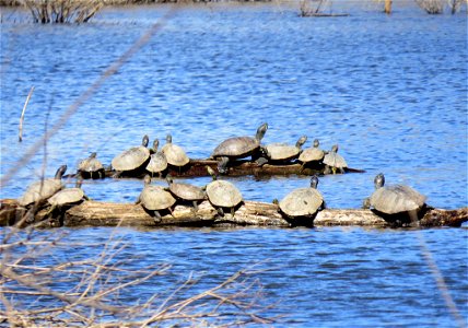 Red-eared sliders and painted turtles photo