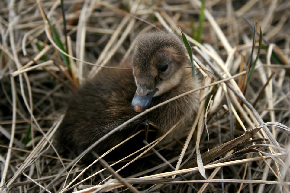 Spectacled eider duckling photo