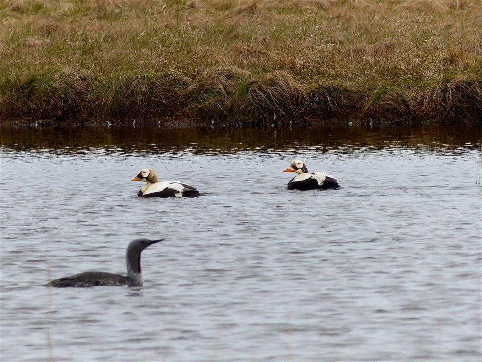 Spectacled eider males photo