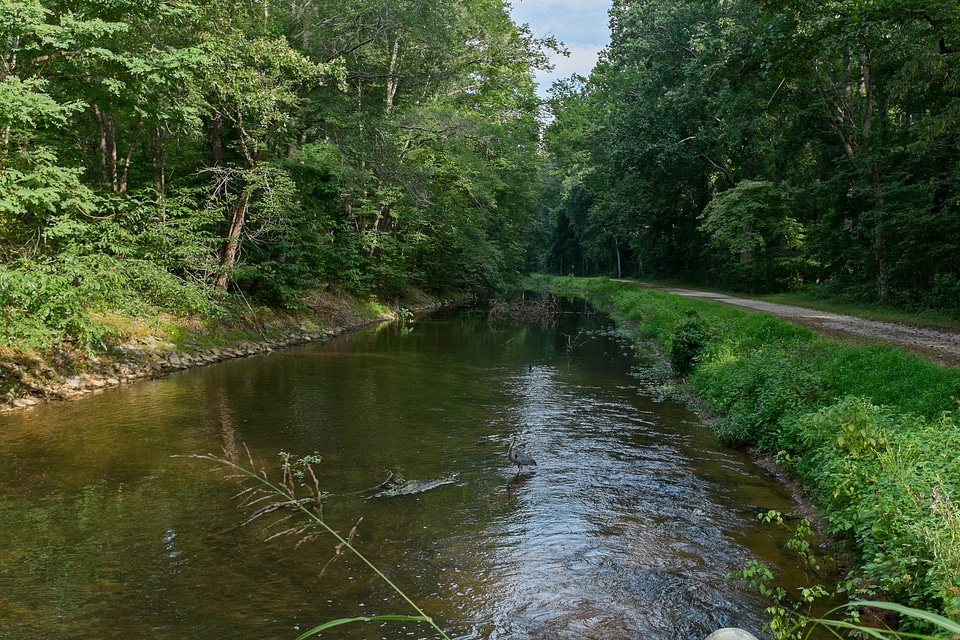 Small trout stream in forest